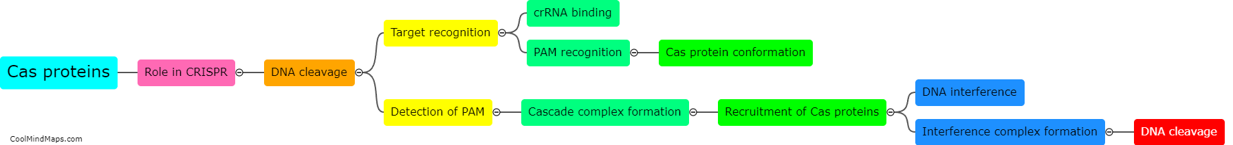 What is the role of Cas proteins in the CRISPR system?