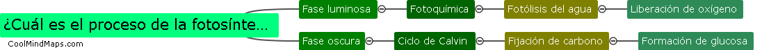 ¿Cuál es el proceso de la fotosíntesis?