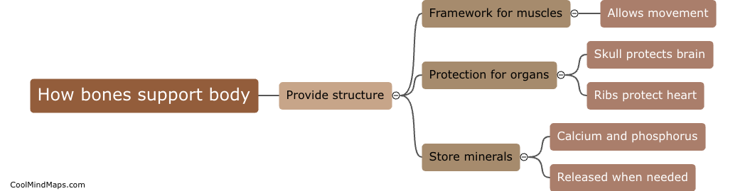 How do bones support the body?