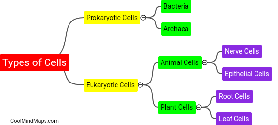 What are the different types of cells?