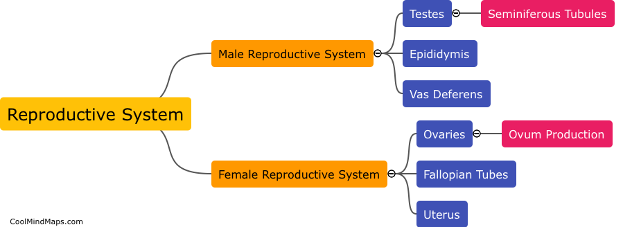 What are the main organs in the reproductive system?