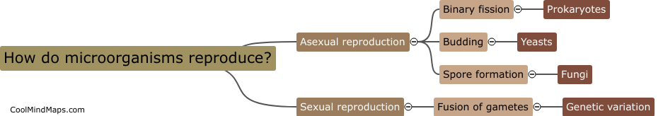 How do microorganisms reproduce?