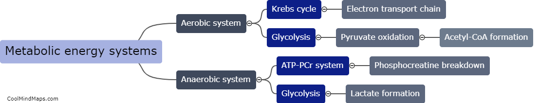 What are the three main metabolic energy systems?