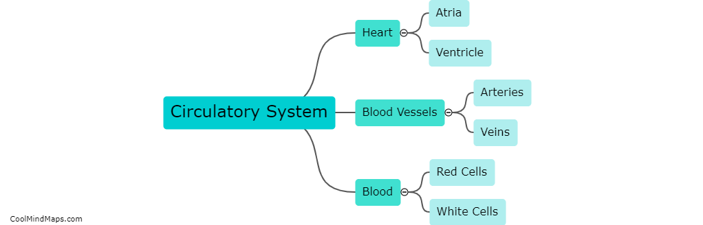 What are the main components of the circulatory system?