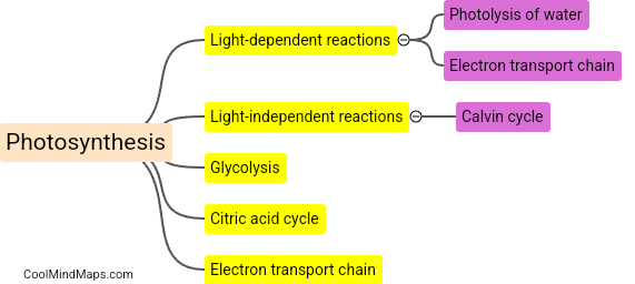 What are the chemical transformations involved in photosynthesis and respiration?