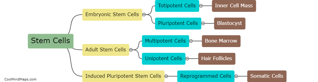 What are the different types of stem cells?