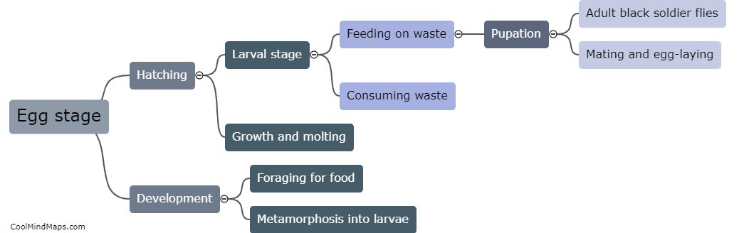 What is the life cycle of black soldier fly?