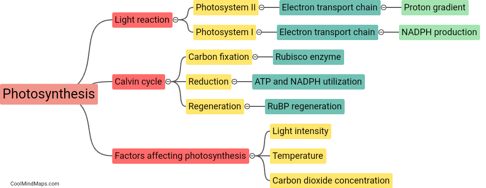 How does photosynthesis work?