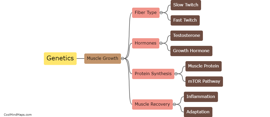 How does genetics impact muscle growth?