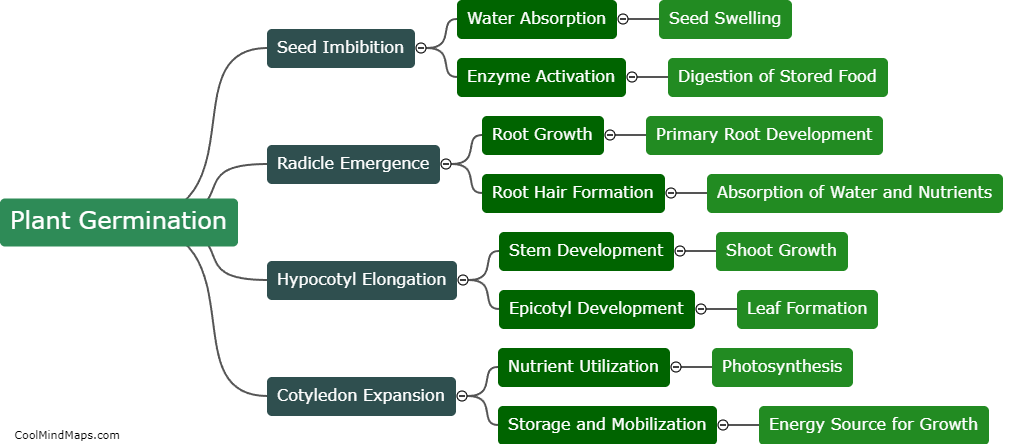 What are the stages of plant germination?