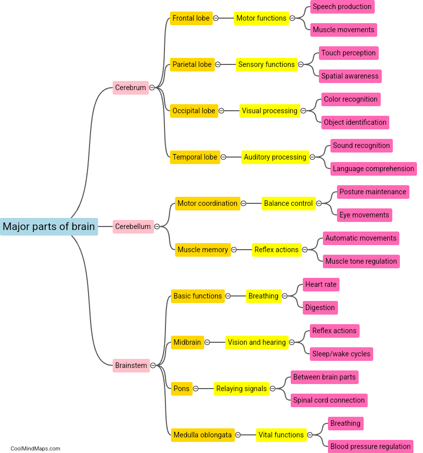 What are the major parts of the brain?