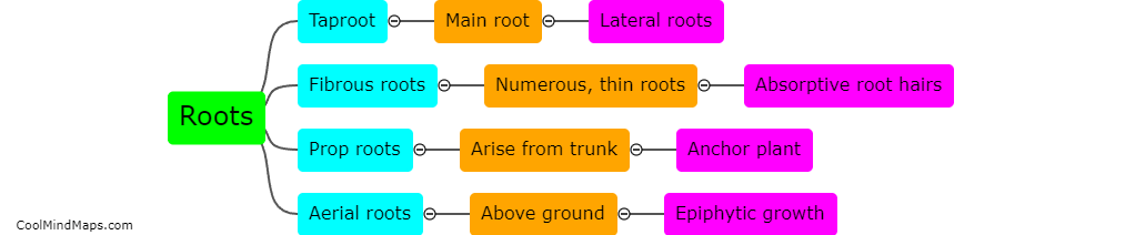 What are the different types of roots?
