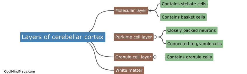 How is the structure of the cerebellar cortex summarized?