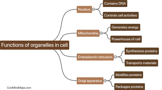 What are the functions of organelles in cell?