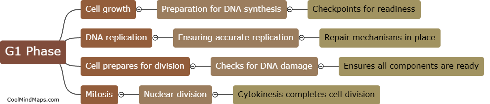 What are the phases of the cell cycle?