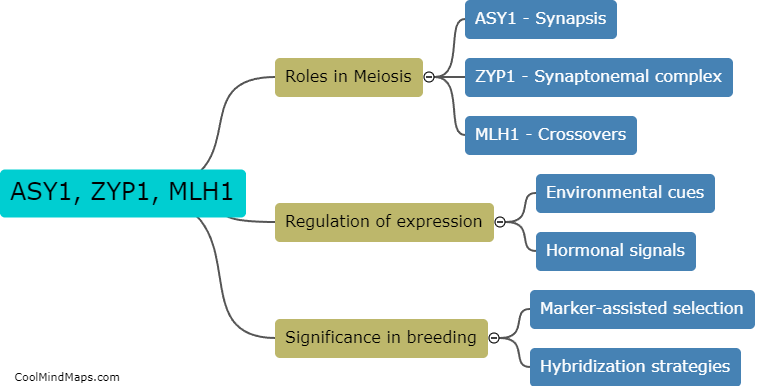 What is the significance of ASY1, ZYP1, and MLH1 in Brassica nigra?