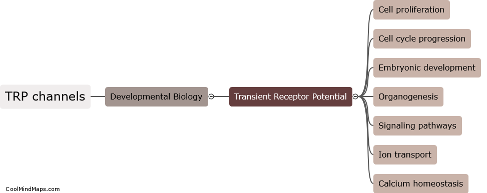 What are current areas of TRP channel research in developmental biology?