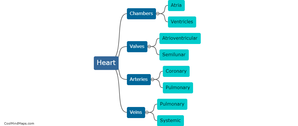 What are the main parts of the heart?