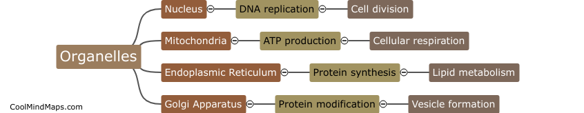 How are organelles involved in cellular processes?