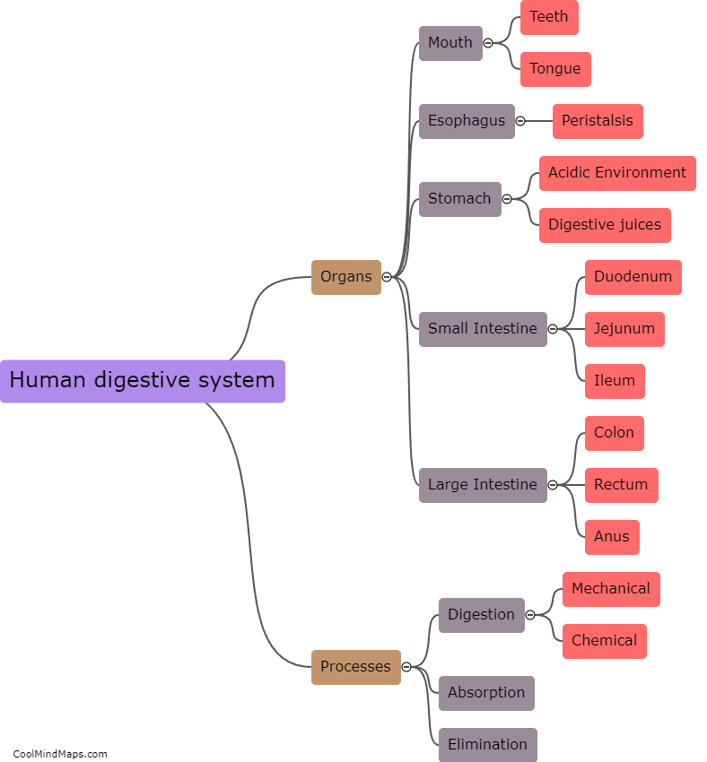 What is the human digestive system?