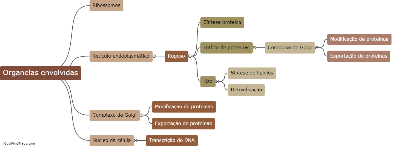 Quais são as principais organelas envolvidas na síntese de proteínas?