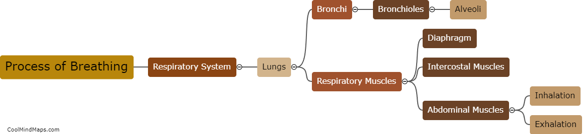 How does the process of breathing occur in the respiratory system?