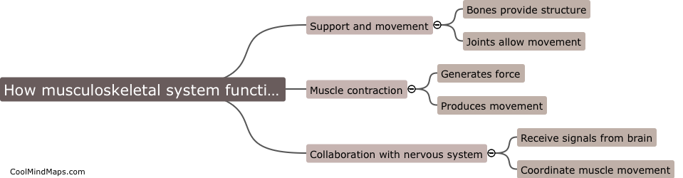 How does the musculoskeletal system function?