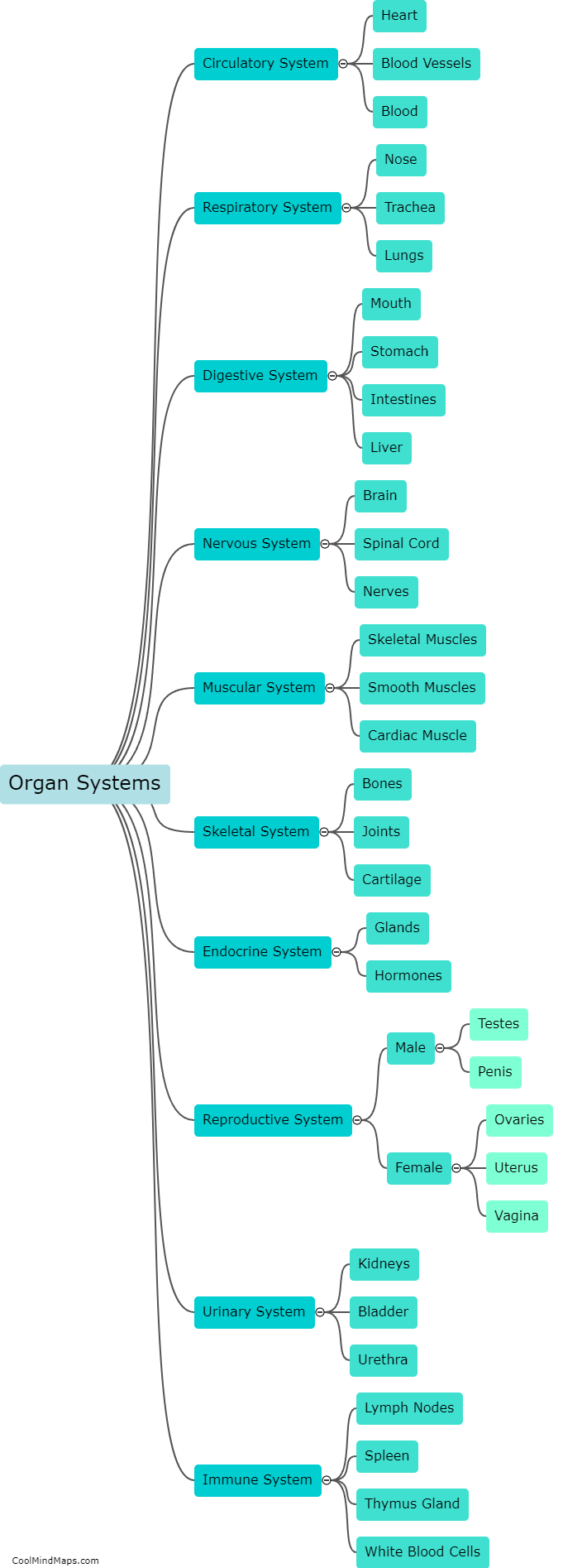 What are the major organ systems?