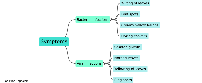 What are the differences in symptoms between bacterial and viral infections in tomatoes?