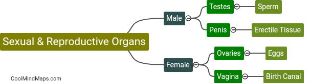 What are sexual and reproductive organs?