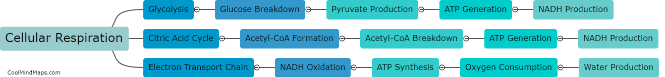 What are the steps involved in cellular respiration?