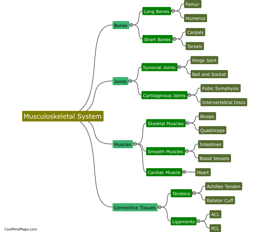 What are the main components of the musculoskeletal system?